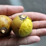 fruta-bocaiuva