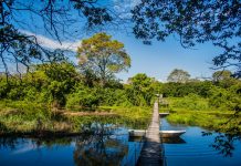 Encontre aqui informações sobre o Pantanal Mato Grosso do Sul.