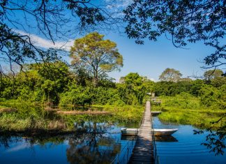 Encontre aqui informações sobre o Pantanal Mato Grosso do Sul.