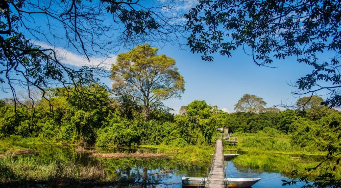 Encontre aqui informações sobre o Pantanal Mato Grosso do Sul.