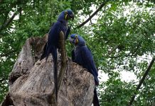 Travessia do Pantanal, MS – Parte 2