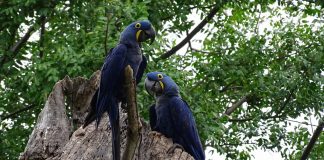 Travessia do Pantanal, MS – Parte 2