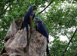 Travessia do Pantanal, MS – Parte 2