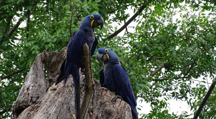 Travessia do Pantanal, MS – Parte 2