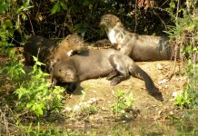 Travessia do Pantanal, MS – Parte 4