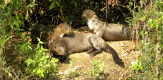 Travessia do Pantanal, MS – Parte 4