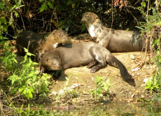 Travessia do Pantanal, MS – Parte 4