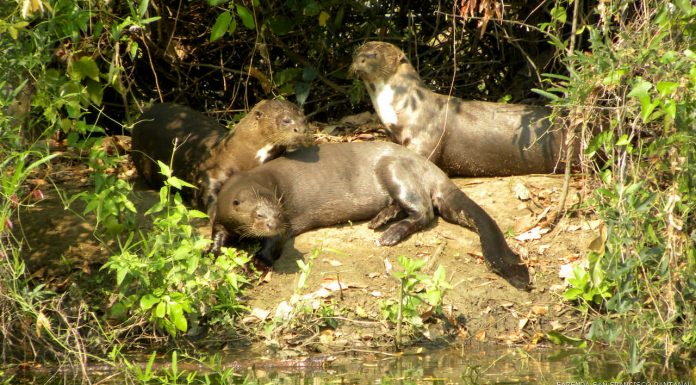 Travessia do Pantanal, MS – Parte 4