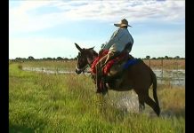 Travessia de Três Semanas do Gado no Pantanal