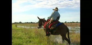 Travessia de Três Semanas do Gado no Pantanal