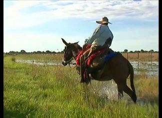 Travessia de Três Semanas do Gado no Pantanal