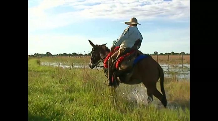 Travessia de Três Semanas do Gado no Pantanal