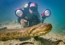 Cobra Sucuri “posa” para foto em rio de Bonito (MS)