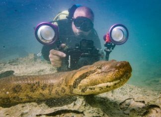 Cobra Sucuri “posa” para foto em rio de Bonito (MS)