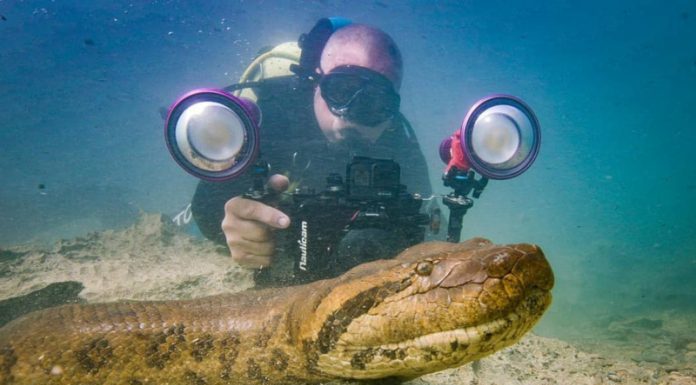 Cobra Sucuri “posa” para foto em rio de Bonito (MS)