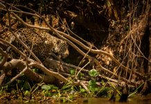 Pantanal: Um Tesouro Natural no Coração do Mato Grosso do Sul O Pantanal sul-mato-grossense é um patrimônio natural de valor inestimável. Sua rica biodiversidade, paisagens deslumbrantes e cultura singular encantam a todos que o visitam.