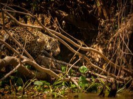 Pantanal: Um Tesouro Natural no Coração do Mato Grosso do Sul O Pantanal sul-mato-grossense é um patrimônio natural de valor inestimável. Sua rica biodiversidade, paisagens deslumbrantes e cultura singular encantam a todos que o visitam.