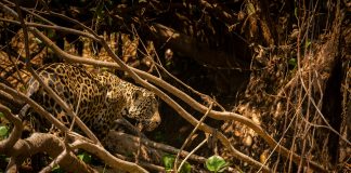 Pantanal: Um Tesouro Natural no Coração do Mato Grosso do Sul O Pantanal sul-mato-grossense é um patrimônio natural de valor inestimável. Sua rica biodiversidade, paisagens deslumbrantes e cultura singular encantam a todos que o visitam.