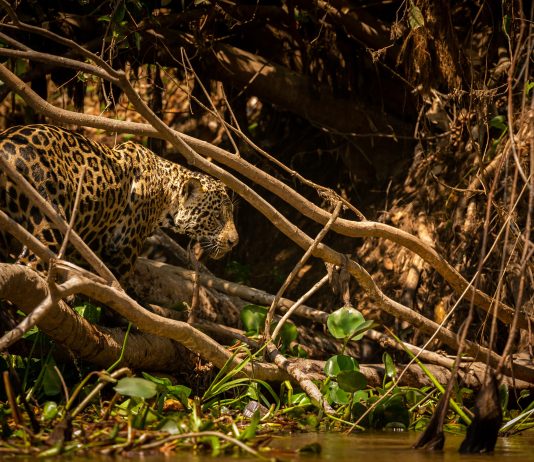 Pantanal: Um Tesouro Natural no Coração do Mato Grosso do Sul O Pantanal sul-mato-grossense é um patrimônio natural de valor inestimável. Sua rica biodiversidade, paisagens deslumbrantes e cultura singular encantam a todos que o visitam.
