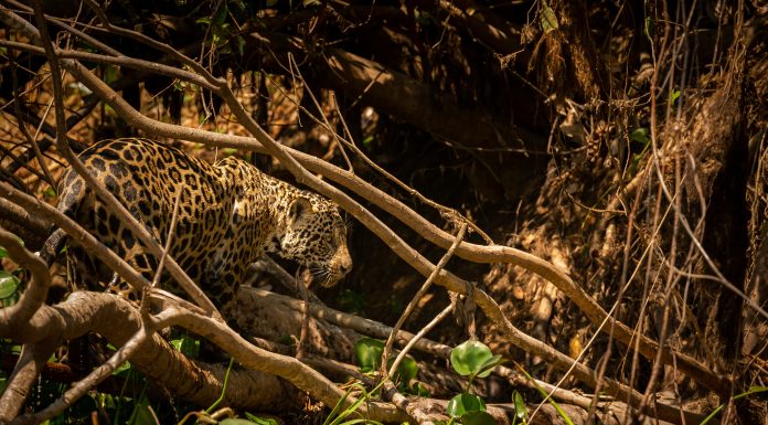Pantanal: Um Tesouro Natural no Coração do Mato Grosso do Sul O Pantanal sul-mato-grossense é um patrimônio natural de valor inestimável. Sua rica biodiversidade, paisagens deslumbrantes e cultura singular encantam a todos que o visitam.